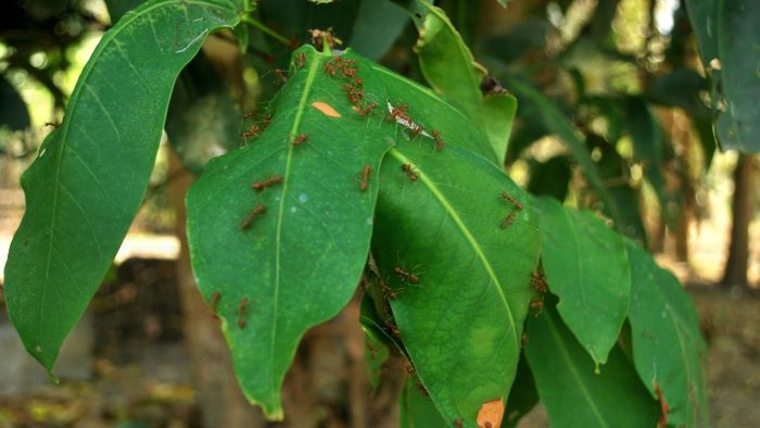 how to get rid of ants in potted plants