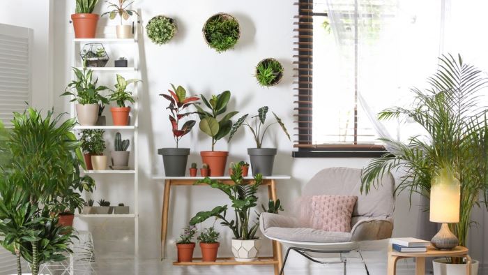 how to keep indoor plants healthy
