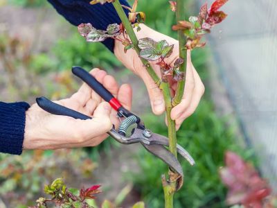 Garden Pest Control: Easy and Effective Tips - Cozynestliving