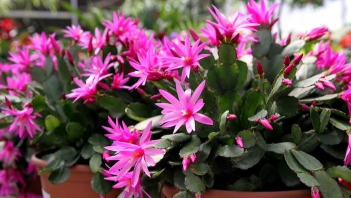 easter cactus care tip guide