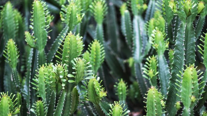 euphorbia ingens tips and care guide