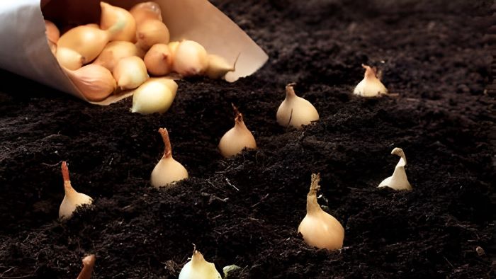 how to plant onion bulbs