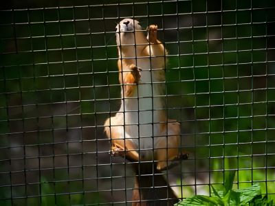 install fencing to keep squirrels out of the garden
