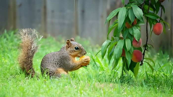 tips to keep squirrels out of garden