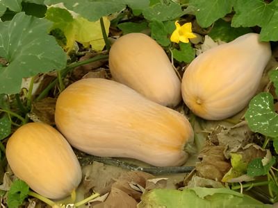 butternut squashes growing on vine needs adequate sunlight