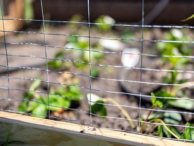 create physical barrier to stop dogs from coming near your plants