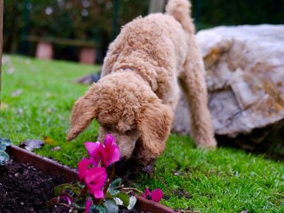 organic fertilizer to keep dogs away from dogs