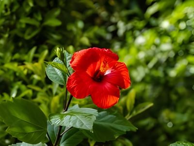 protect hibiscus plant from deer