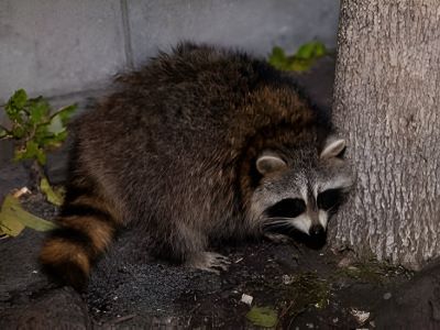 raccoons hunting insects