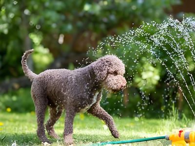 water sprinkler motion will help you to keep dog out of your yard